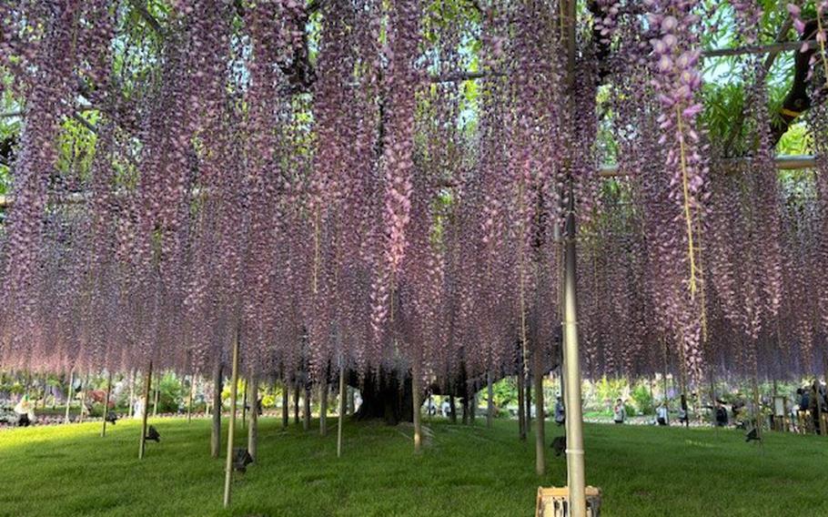 wisteria Ashikaga Flower Center